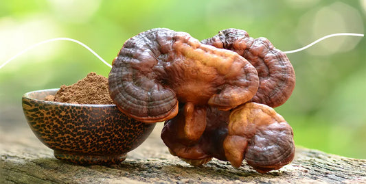 Red Reishi mushrooms in natural form and powder form for benefits